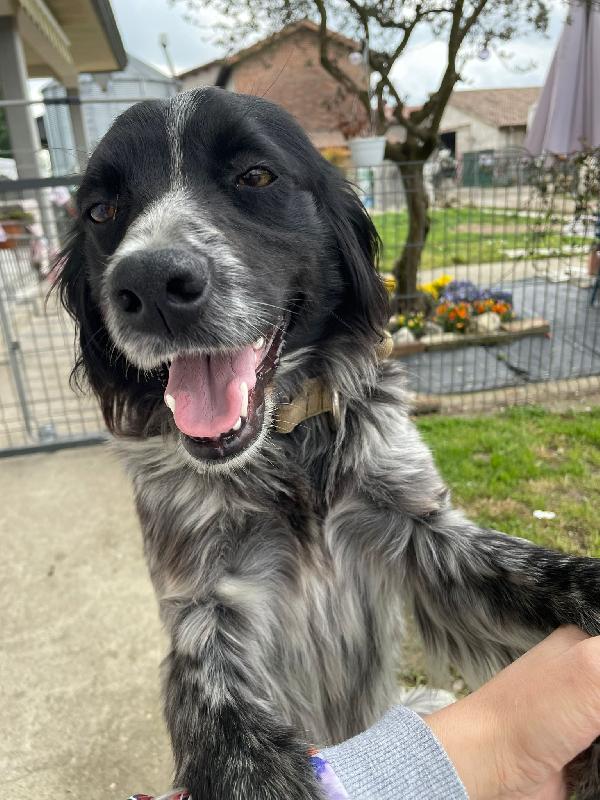 Ana Simil Setter 1 Anno